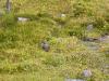 Canada-Alberta-Jasper_NPark-Mt_Edith_Cavell-Marmot_in_grass_4_2816x2112_thumb.JPG