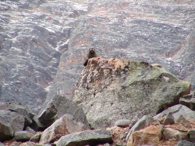 Canada-Alberta-Jasper_NPark-Mt_Edith_Cavell-Marmot_on_rock_pile_2_1632x1224.jpg