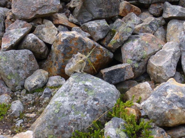 Canada-Alberta-Jasper_NPark-Mt_Edith_Cavell-Pica_with_grass_2816x2112.jpg