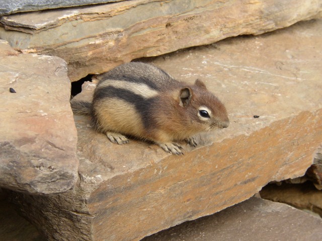 Canada-Alberta-Banff_NPark-Lake_Agnes-Tea_House-Squirrel_3_1984x1488.jpg