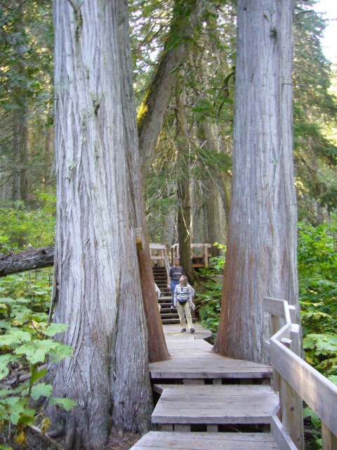 Canada-British_Columbia-Glacier_NPark-Forrest_trail-Big_tree_pair_2112x2816.jpg