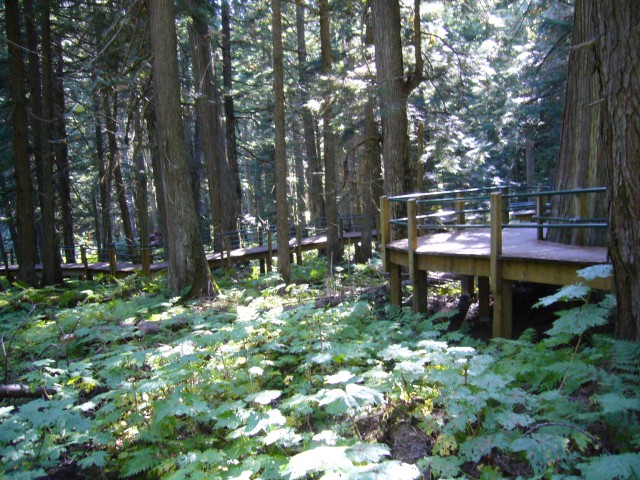 Canada-British_Columbia-Glacier_NPark-Forrest_trail-Trail_2816x2112.jpg