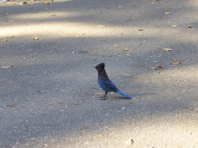 Canada-British_Columbia-Glacier_NPark-Great_Glacier_Trail-Blue_bird_2_2816x2112.jpg