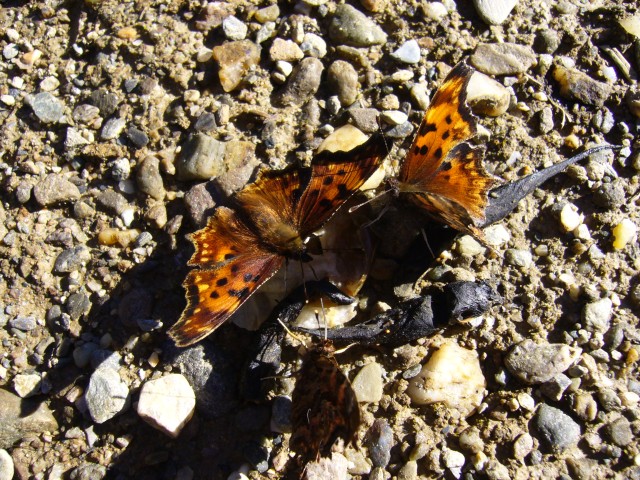 Canada-British_Columbia-Glacier_NPark-Great_Glacier_Trail-Butterflies_2816x2112.jpg