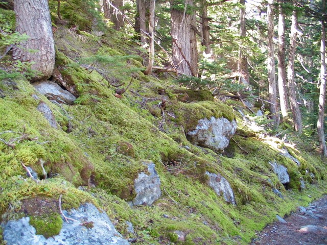 Canada-British_Columbia-Glacier_NPark-Moses_1632x1224.jpg