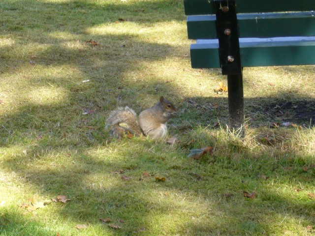 Canada-British_Columbia-Hatley_Castle-Squirrel_2_2816x2112.jpg