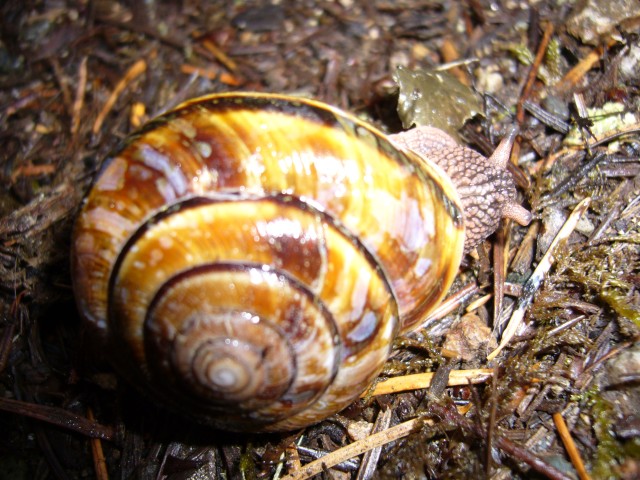 Canada-British_Columbia-Little_Qualicum_Falls_PPark-Snail_2816x2112.jpg