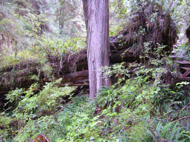 Canada-British_Columbia-Pacific_Rim_NPark-Rain_forrest_loop-Fallen_tree_1_2816x2112.jpg