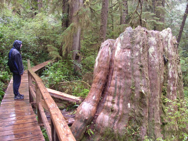 Canada-British_Columbia-Pacific_Rim_NPark-Schooner_Trail-Christian_an_tree_stump_1984x1488.jpg