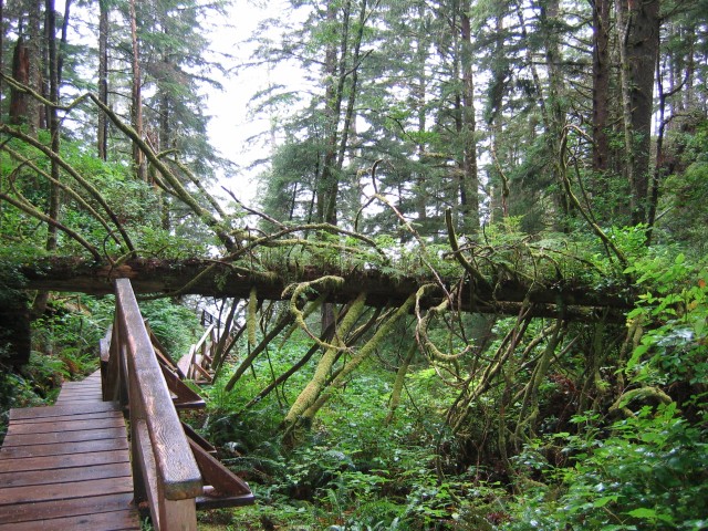 Canada-British_Columbia-Pacific_Rim_NPark-Willowbrae_Trail-Boardwalk_6_2272x1704.jpg