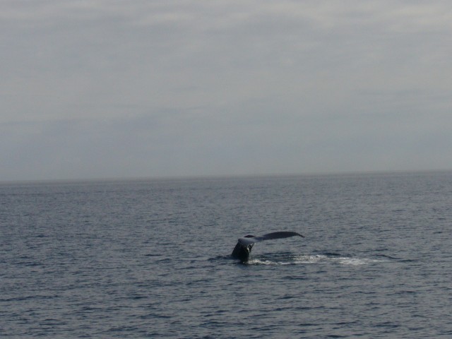 Canada-British_Columbia-Victoria_Island-Buckle_Whale_Fin_3_2816x2112.jpg