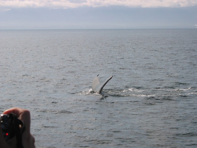 Canada-British_Columbia-Victoria_Island-Buckle_Whale_Fin_5_2272x1704.jpg