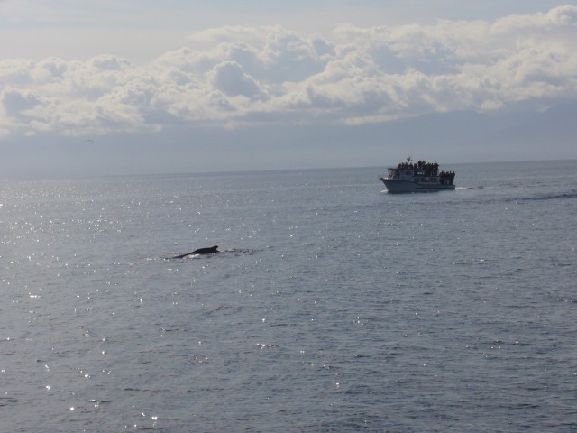 Canada-British_Columbia-Victoria_Island-Buckle_Whales_14_2816x2112.jpg