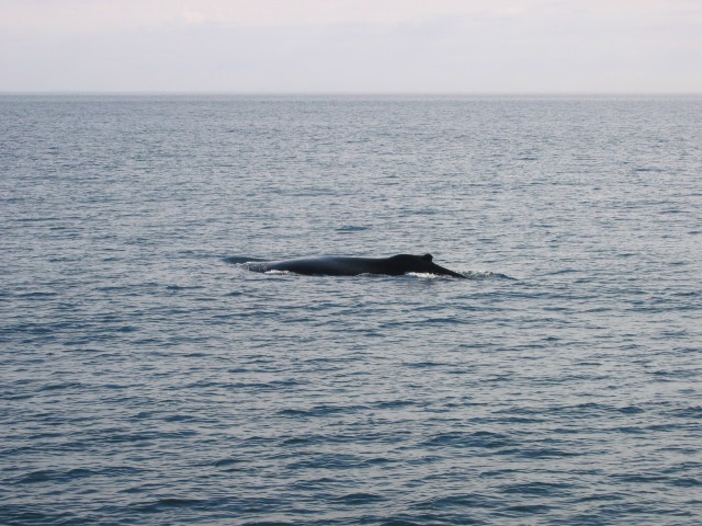 Canada-British_Columbia-Victoria_Island-Buckle_Whales_24_2272x1704.jpg