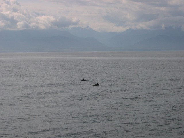 Canada-British_Columbia-Victoria_Island-Dolphins_2272x1704.jpg