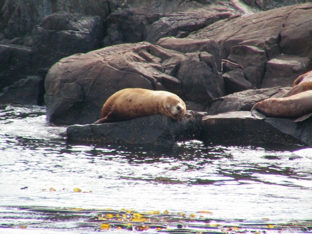 Canada-British_Columbia-Victoria_Island-See_lions_3_1632x1224.jpg