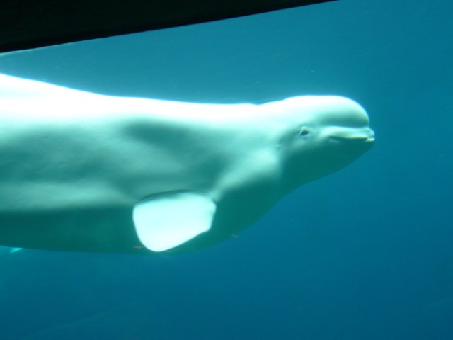 Canada-British_Columbia-Vancouver-Aquarium-Beluga_whale_under_water_1_2816x2112.jpg