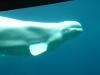 Canada-British_Columbia-Vancouver-Aquarium-Beluga_whale_under_water_1_2816x2112_thumb.JPG