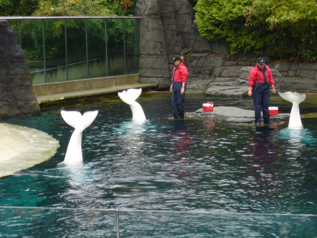 Canada-British_Columbia-Vancouver-Aquarium-Beluga_whales_3_2816x2112.jpg