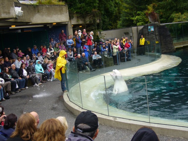 Canada-British_Columbia-Vancouver-Aquarium-Beluga_whales_8_2816x2112.jpg