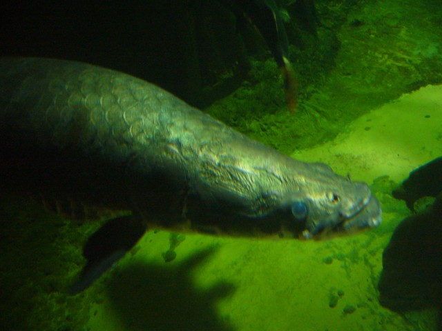 Canada-British_Columbia-Vancouver-Aquarium-Big_fish_5_2816x2112.jpg