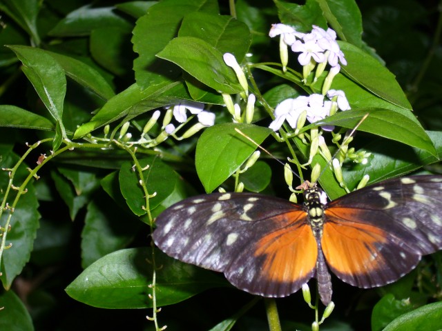 Canada-British_Columbia-Vancouver-Aquarium-Black_and_red_buterfly_2816x2112.jpg