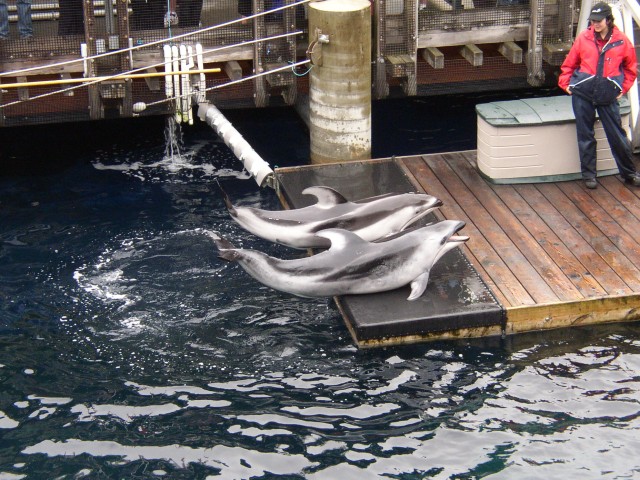 Canada-British_Columbia-Vancouver-Aquarium-Dolphins_1_1984x1488.jpg