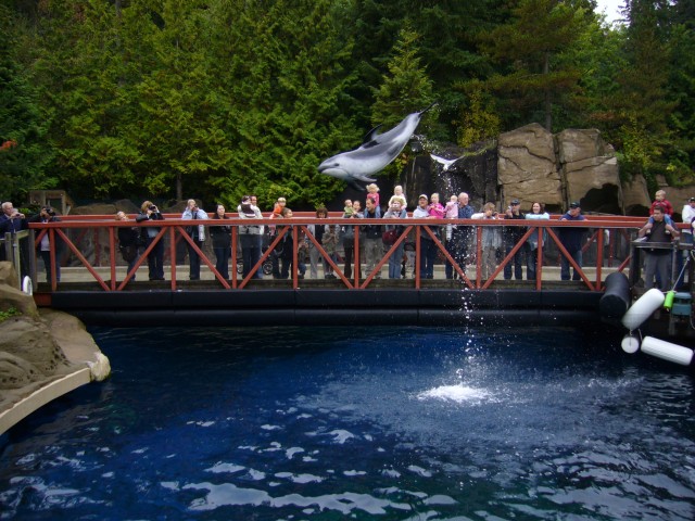 Canada-British_Columbia-Vancouver-Aquarium-Dolphins_6_2816x2112.jpg