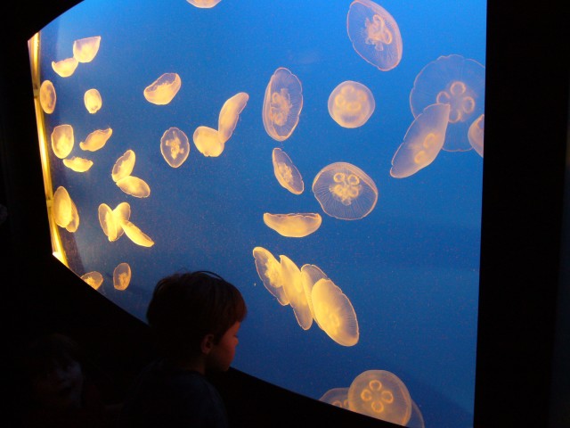 Canada-British_Columbia-Vancouver-Aquarium-Jellyfish_2816x2112.jpg