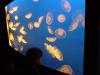 Canada-British_Columbia-Vancouver-Aquarium-Jellyfish_2816x2112_thumb.JPG