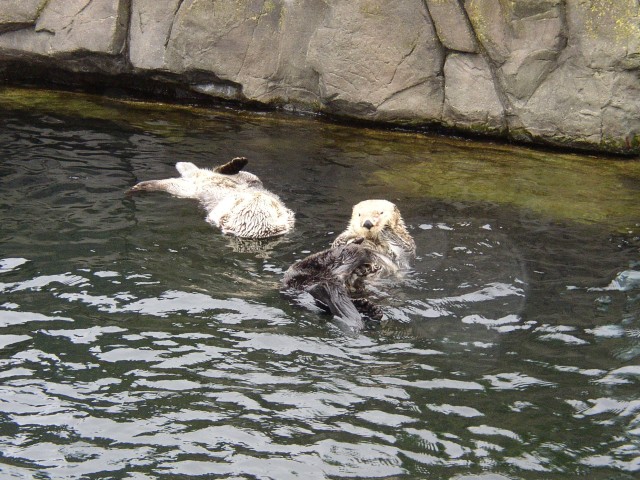 Canada-British_Columbia-Vancouver-Aquarium-Otter_1_1984x1488.jpg