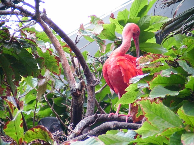 Canada-British_Columbia-Vancouver-Aquarium-Red_bird_1_1632x1224.jpg