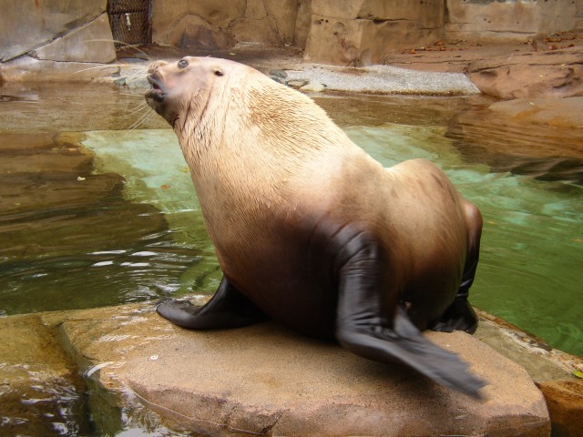 Canada-British_Columbia-Vancouver-Aquarium-Sea_lion_1_1984x1488.jpg