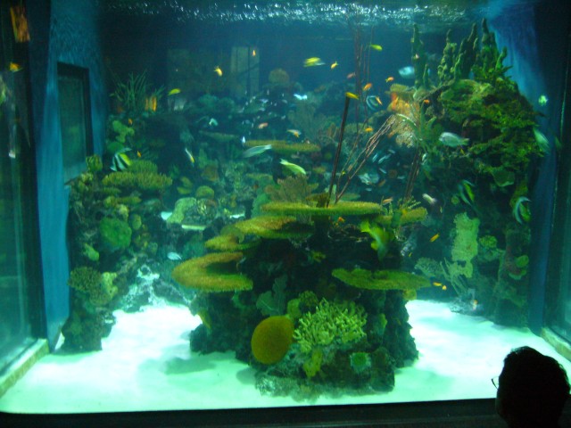 Canada-British_Columbia-Vancouver-Aquarium-Tropical_fishes_2816x2112.jpg