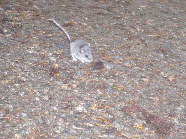 Canada-British_Columbia-Vancouver-Stanley_Park-Little_mouse_2_2816x2112.jpg