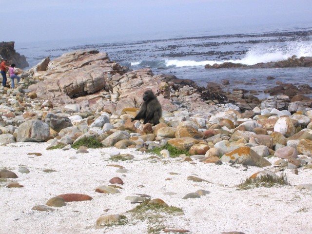 South_Africa_Cape_Province_Cape_of_good_hope_Barboon_1_2048x1536.jpg