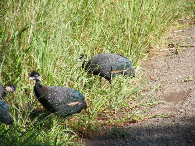 South_Africa_HluHluwe_NPark_Guinea_fowl_1632x1224.jpg