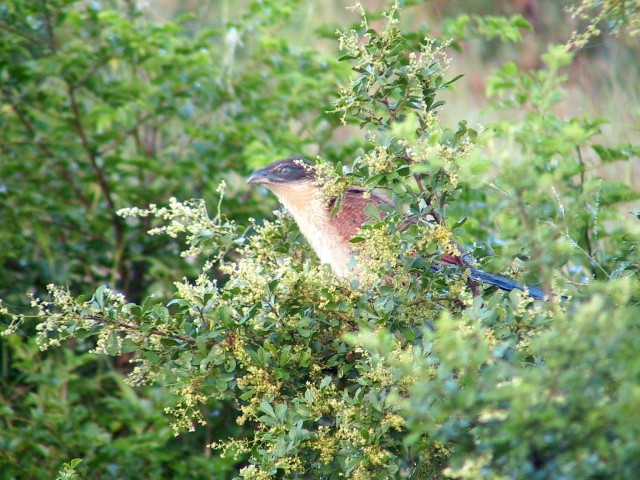 South_Africa_Hluhluwe_NPark_Bird_1_1632x1224.jpg