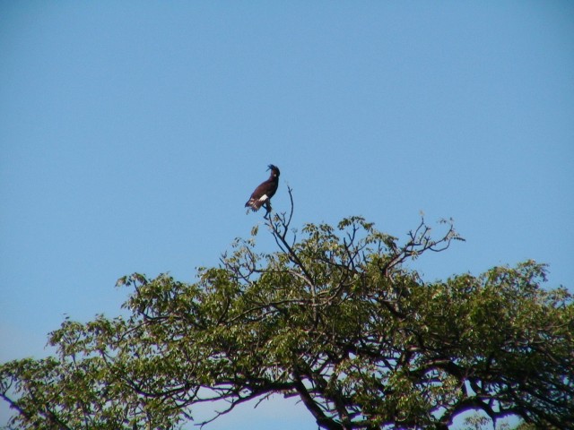 South_Africa_Hluhluwe_NPark_Bird_2_1632x1224.jpg