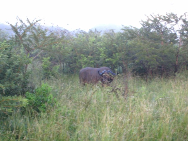 South_Africa_Hluhluwe_NPark_Buffalo_2_2048x1536.jpg