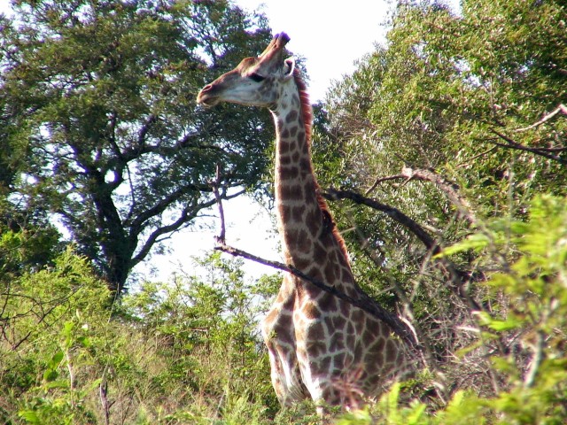 South_Africa_Hluhluwe_NPark_Giraffe_1_1632x1224.jpg