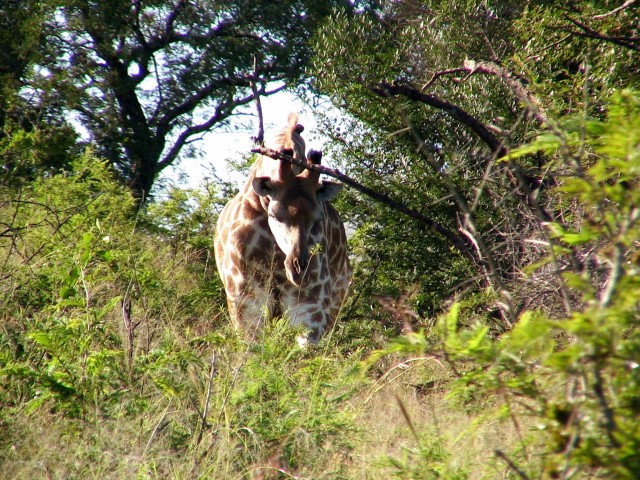 South_Africa_Hluhluwe_NPark_Giraffe_2_1632x1224.jpg