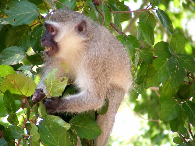 South_Africa_Kruger_NPark_Ape_eating_3_1632x1224.jpg