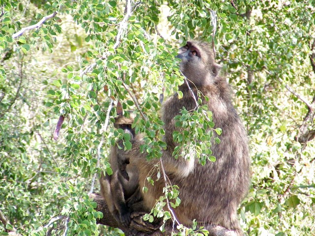 South_Africa_Kruger_NPark_Apes_1632x1224.jpg