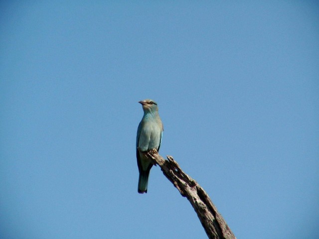 South_Africa_Kruger_NPark_Blue_bird_1632x1224.jpg