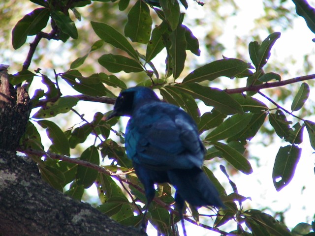 South_Africa_Kruger_NPark_Blue_star_bird_1_1632x1224.jpg