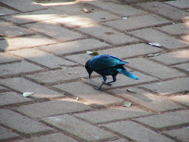 South_Africa_Kruger_NPark_Blue_star_bird_2_1632x1224.jpg