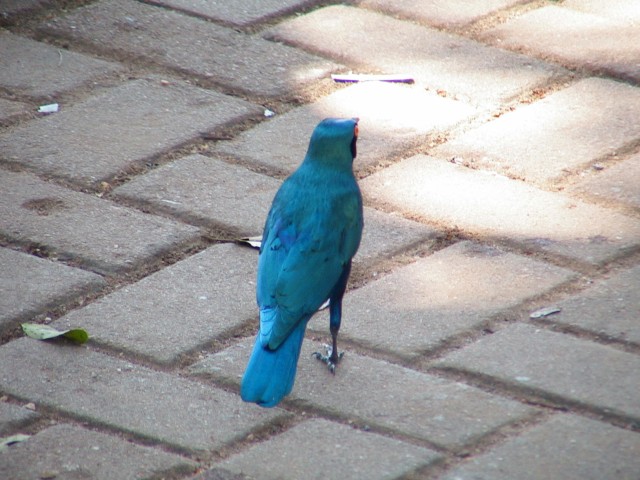 South_Africa_Kruger_NPark_Blue_star_bird_3_1632x1224.jpg