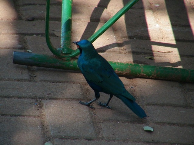 South_Africa_Kruger_NPark_Blue_star_bird_4_1632x1224.jpg